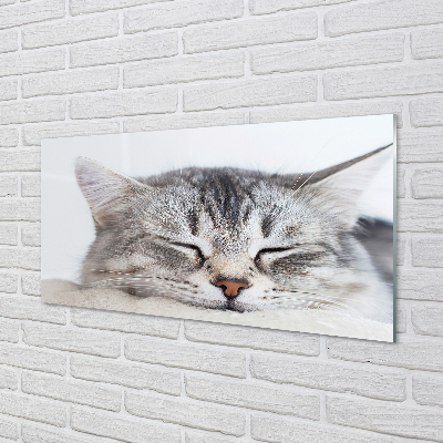 Obraz na akrylátovom skle Ospalá mačka