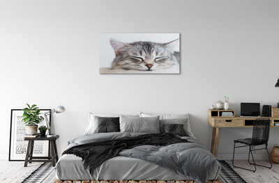 Obraz na akrylátovom skle Ospalá mačka