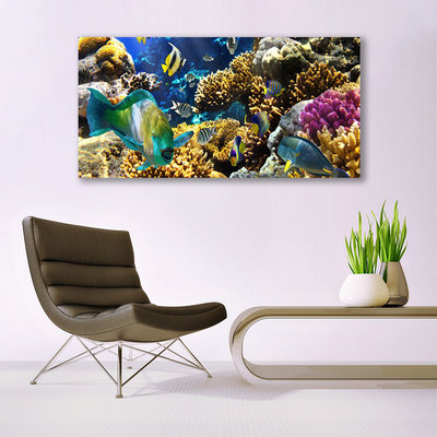 Obraz na skle Koralový útes príroda
