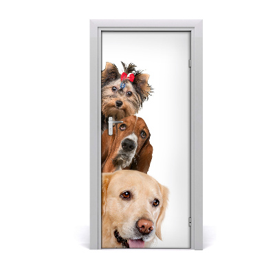 Samolepiace fototapety na dvere Psy a mačky