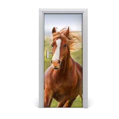 Samolepiace fototapety na dvere Kôň v cvale