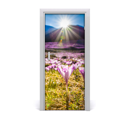 Fototapeta na dvere samolepiace Krókusy v horách