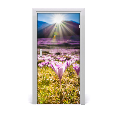 Fototapeta na dvere samolepiace Krókusy v horách