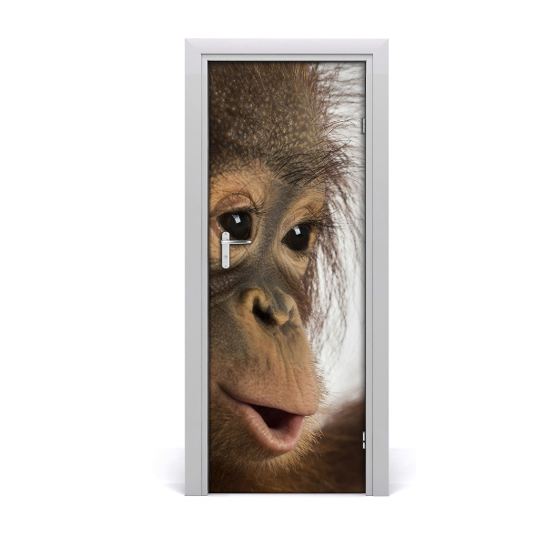 Samolepiace fototapety na dvere mladý orangutan