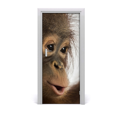 Samolepiace fototapety na dvere mladý orangutan