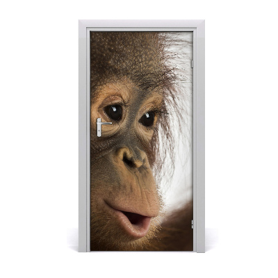 Samolepiace fototapety na dvere mladý orangutan