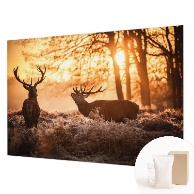 Fotografická tapeta na vliese Jeleň ráno