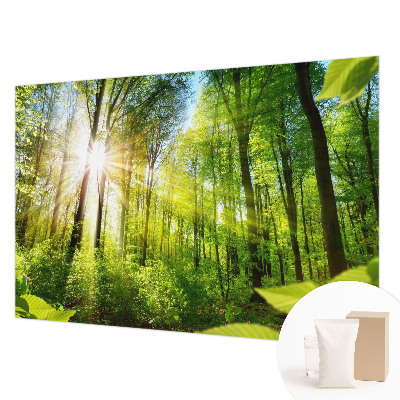 Fototapeta do obývačky Lesné svetlo