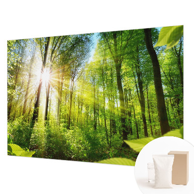 Fototapeta do obývačky Lesné svetlo