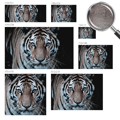 Fotografická tapeta vliesová Portrét tigra