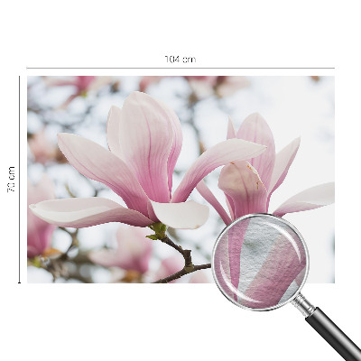 Fototapeta Kvety magnólie