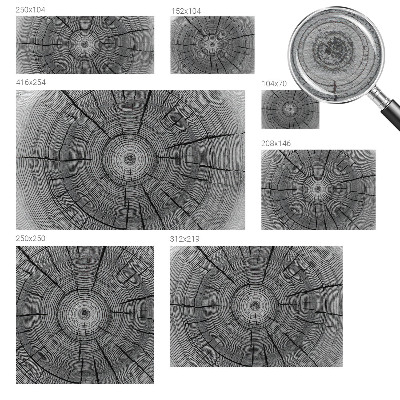 Vliesová fototapeta Lesná harmónia