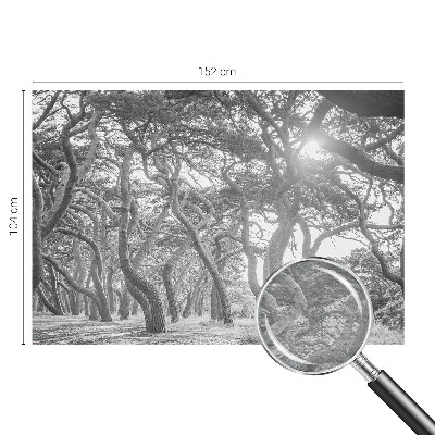 Tapeta Atmosférický les