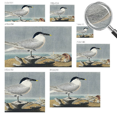 Fototapeta do obývačky Ornitologická elegancia