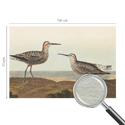 Fototapeta do spálne Siluety vtákov