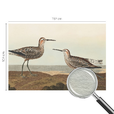 Fototapeta do spálne Siluety vtákov