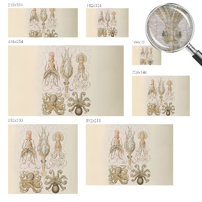 Fototapeta s potlačou na vliese Morský život