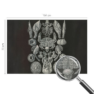 Vliesová fototapeta s potlačou Podvodné formy