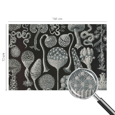 Dekoratívna fototapeta na stenu Magické rastliny