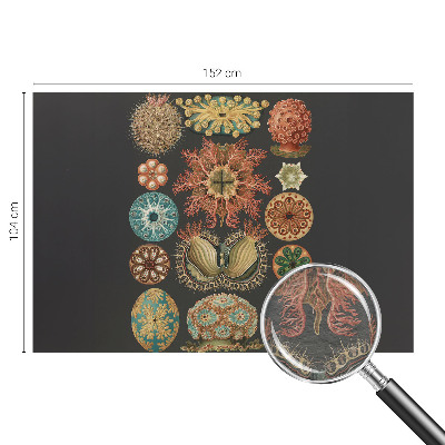 Vliesová fototapeta do spálne Morské inšpirácie