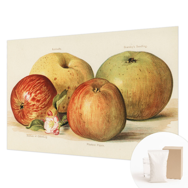 Moderná fototapeta Jabloňové kvety