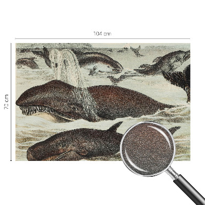 Fototapeta Morské tvory