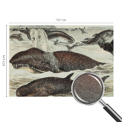 Fototapeta Morské tvory