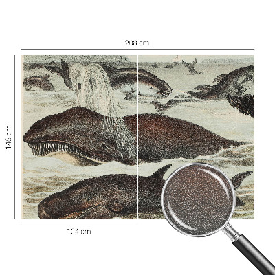 Fototapeta Morské tvory