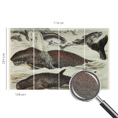 Fototapeta Morské tvory