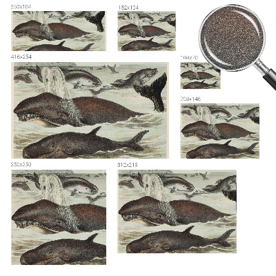 Fototapeta Morské tvory