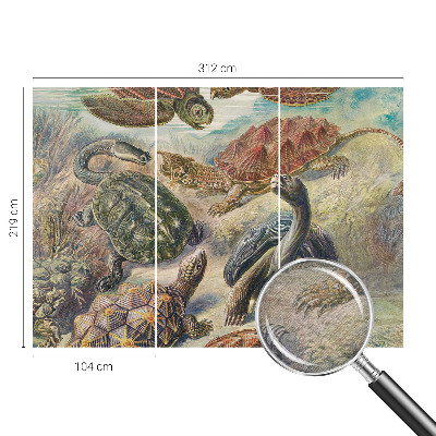 Tapeta Fauna korytnačiek