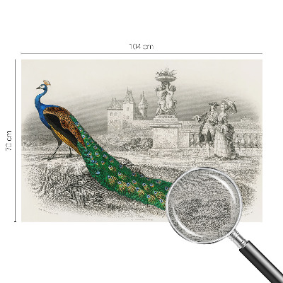 Fotografická tapeta vliesová Farebné perie