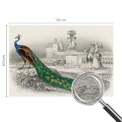 Fotografická tapeta vliesová Farebné perie