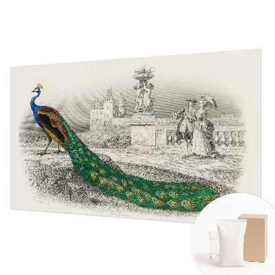 Fotografická tapeta vliesová Farebné perie