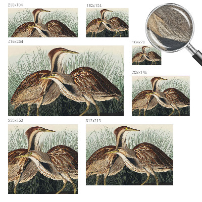 Fototapeta na stenu Realistické vtáky