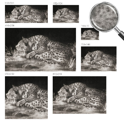 Tapeta Leopard odpočíva