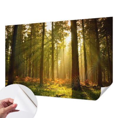 Samolepiaca fototapeta do detskej izby s motívom lesného rána