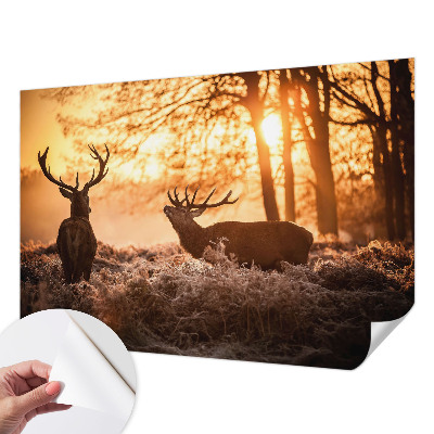 Samolepiaca tapeta Jeleň ráno