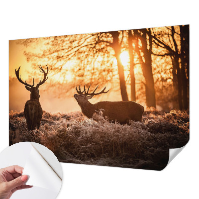 Samolepiaca tapeta Jeleň ráno