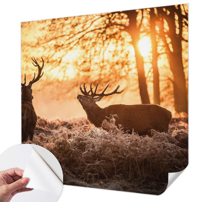 Samolepiaca tapeta Jeleň ráno