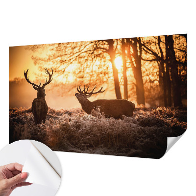 Samolepiaca tapeta Jeleň ráno