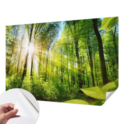 Moderná tapeta na stenu Lesné svetlo