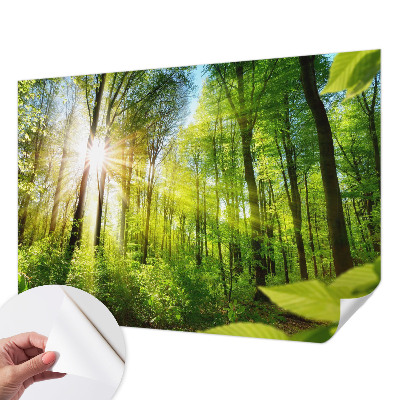 Moderná tapeta na stenu Lesné svetlo