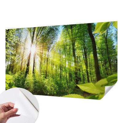 Moderná tapeta na stenu Lesné svetlo