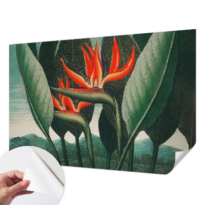 Samolepiaca fototapeta Exotické kvety