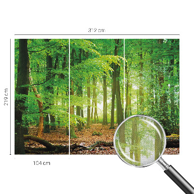 Fototapeta pre chlapca Zelený les