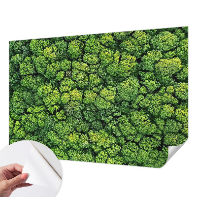 3D tapeta na stenu Lesná panoráma