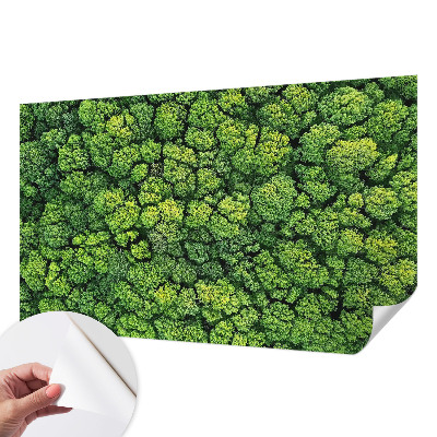 3D tapeta na stenu Lesná panoráma