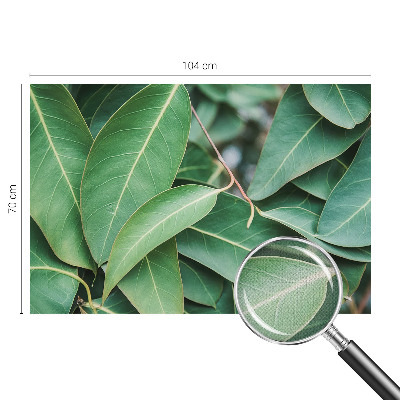 Samolepiaca fototapeta do obývačky Zelené listy