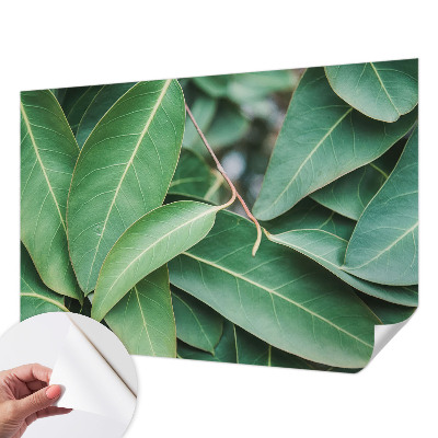 Samolepiaca fototapeta do obývačky Zelené listy